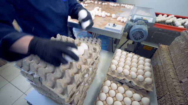 Verpackung-von-frischen-Eiern-in-das-Ei-Sortierung-Fabrik-Arbeiter.