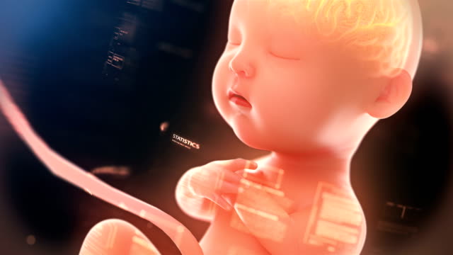 Cerebro-y-sistema-nervioso,-feto-de-renderizado-3d-con-cerebro,-rayos-x-dentro,-4k-del-bebé.-(4096-*-2160)