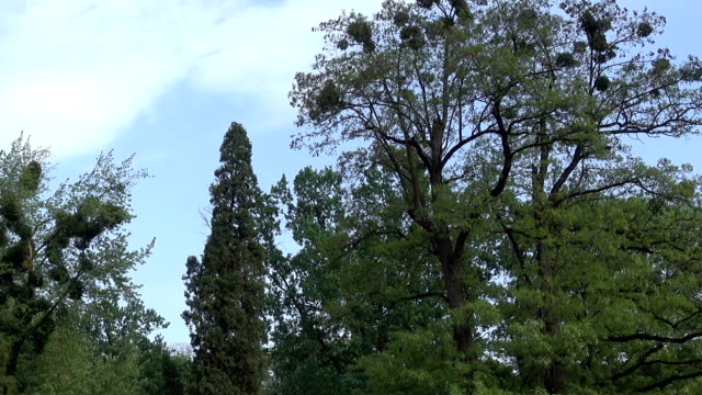 Bäume-im-Park-gegen-den-Himmel.