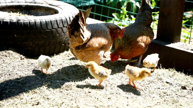 junges-Huhn-zu-Fuß-mit-ihrem-kleinen-Hühner-im-freien