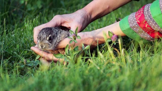Rural-scene.-A-woman-carefully-takes-a-small-bunny-in-her-arms.