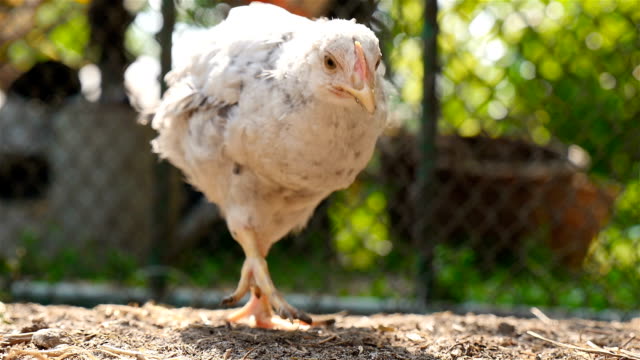 A-lone-chick-walks-around-the-yard-and-eats-grain.-Slow-motion