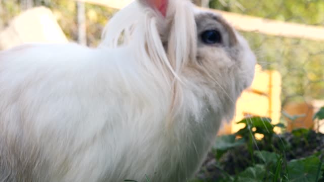 little-white-rabbit-in-the-meadow