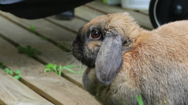 Vista-lateral-de-una-cabeza-marrón-hermoso-conejo-Bunny