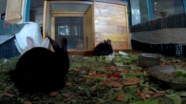 Young-rabbits-in-a-hotel-lobby-front-view