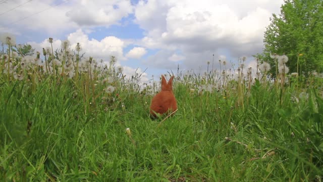 bunny-galloping-in-the-midst-of-tall-grass