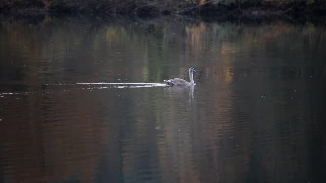 Young-swan-on-a-river