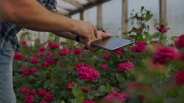 Young-entrepreneur-hothouse-owner-is-doing-inventory-in-greenhouse-counting-plants-and-entering-information-in-tablet.-Attractive-man-is-busy-checking-greenery