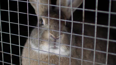 rabbit-sitting-in-a-cage