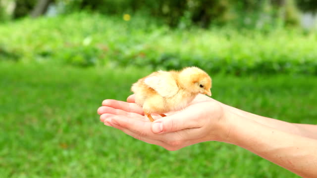 Cute-little-chick-in-hands.
