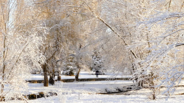 En-el-Parque-cubierto-de-nieve,-detrás-de-los-árboles,-dos-personas-se-reunieron