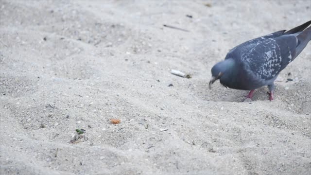 Gray-dove-walking-on-the-beach-near-the-sea.-slow-motion