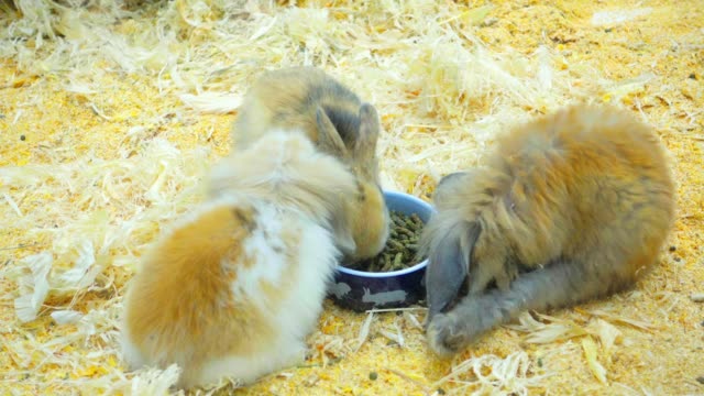 Small-rabbits-eat-and-have-fun-in-the-paddock