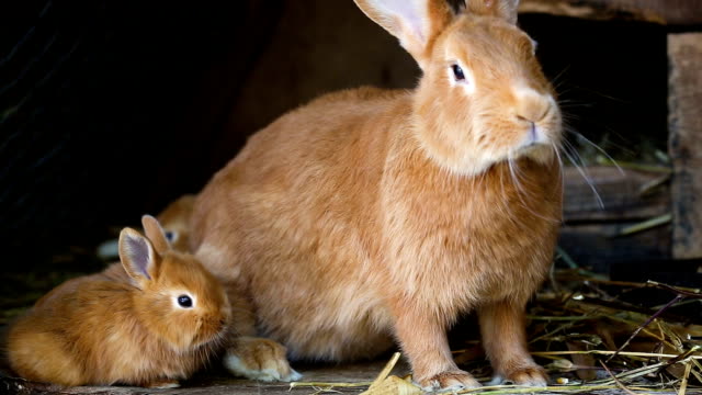 kleine-Kaninchen-Familie-im-Käfig