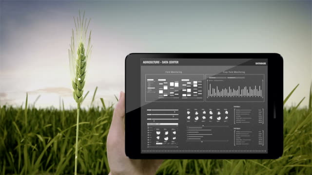 Cultivo-de-cebada-análisis-smart-pad,-tablet.--campo-de-cebada-verde,-datos-en-agricultura-inteligente-Smart-farming,-internet-de-las-cosas.-4-º-Revolución-Industrial.