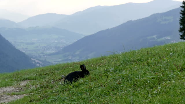 Niedliche-flauschige-schwarze-Kaninchen-kaut-Rasen-auf-Hintergrund-der-malerischen-österreichischen-Tal