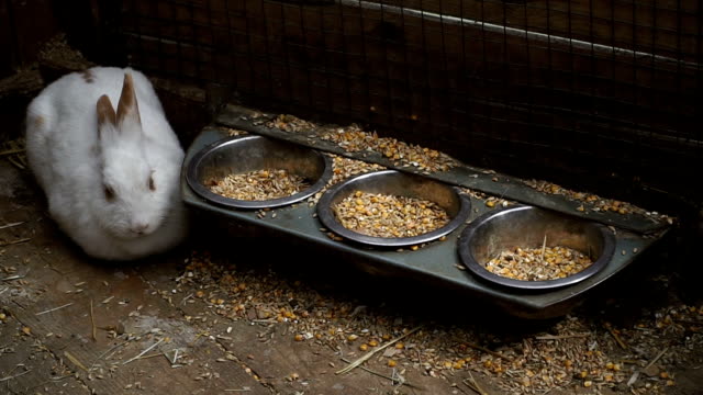 Kaninchen.-Kaninchen-frisst-Lebensmittel