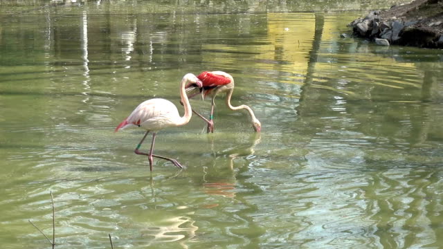 Flamingo-im-Zoo-auf-dem-See