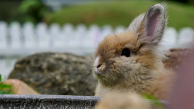 Aufnahme-eines-Kaninchens-in-Hof