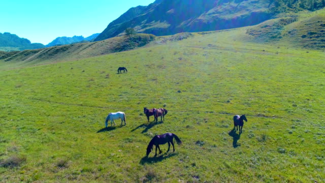 Flight-over-wild-horses-herd-on-meadow.-Spring-mountains-wild-nature.-Freedom-ecology-concept