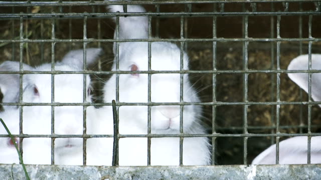 Eine-Gruppe-von-jungen-Kaninchen-im-Käfig