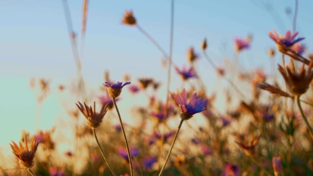 Dry-Grass-With-Flowers-Agains-Blue-Sky