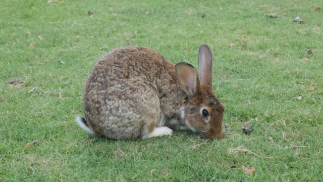 Bunny-en-el-campo-comiendo-hierba-y-relajante-4K-2160P-UltraHD-metraje-conejo-en-el-jardín-alimentando-naturalmente-4K-3840X2160-UHD-vídeo