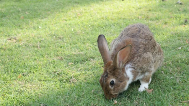 Conejo-comiendo-pasto-en-el-campo-y-relajante-entorno-natural-4K