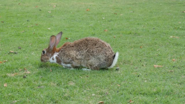 Kaninchen-faul-bewegen-sich-im-Feld-4K
