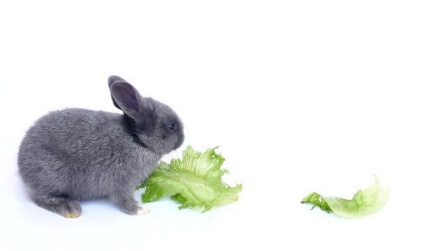 Baby-Rabbit-comiendo-vegetales