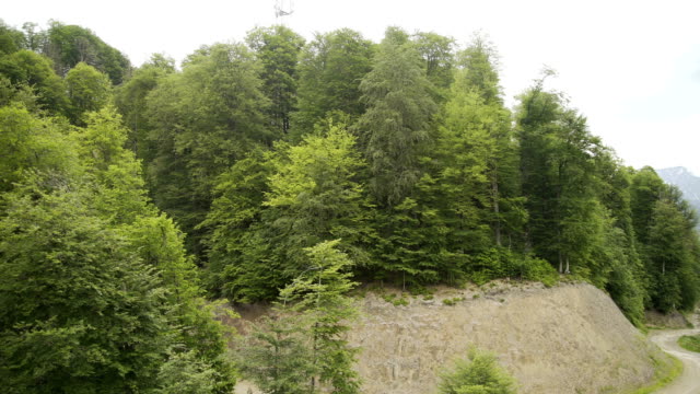 Luftaufnahme-des-Waldes-am-Berghang