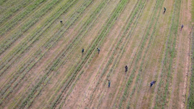 italian-workers-are-caring-about-plants-on-agricultural-field-in-summer-day,-aerial-view-from-high
