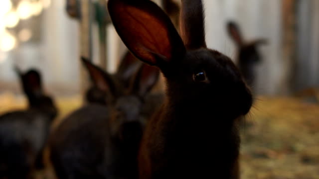Schwarze-Kaninchen-aus-nächster-Nähe-in-der-Scheune.-Zucht-kaninchen-in-Gefangenschaft,-Kaninchenfarm,-Landwirtschaft