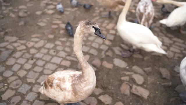 Cisnes-en-Praga-cerca-del-Puente-de-Carlos