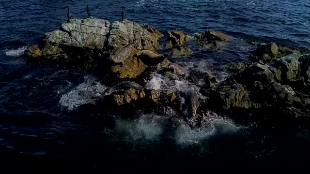 Frightened-seals-slide-into-the-sea-with-a-stone.-Shooting-in-Slow-Motion-mode.