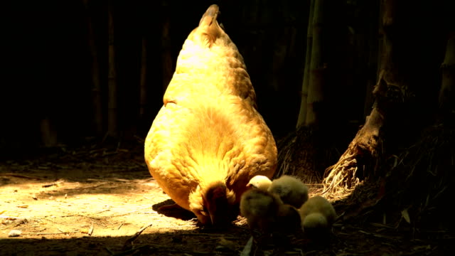 kostenlose-geführte-Henne-mit-wenig-Huhn-essen-in-Hof
