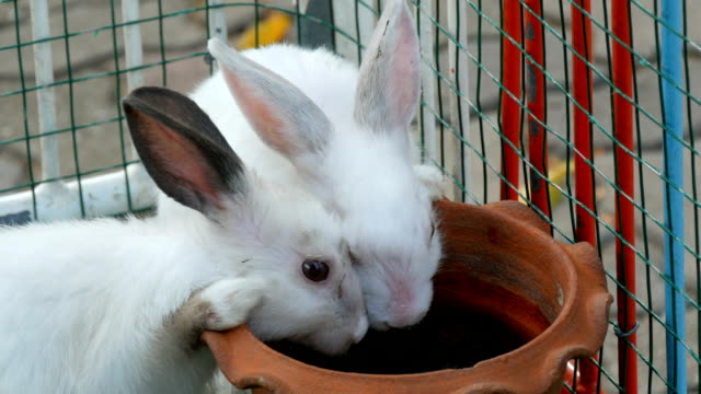 Dos-conejos-blancos-lindos-beben-agua-de-una-olla-de-arcilla-marrón-en-una-jaula