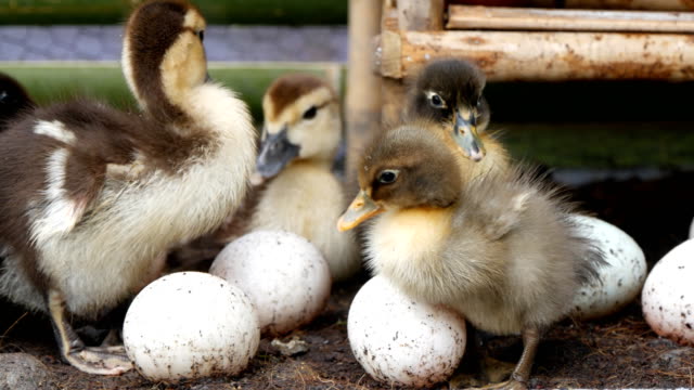 little-duckling-with-egg-are-cleaning-feather-in-a-farm