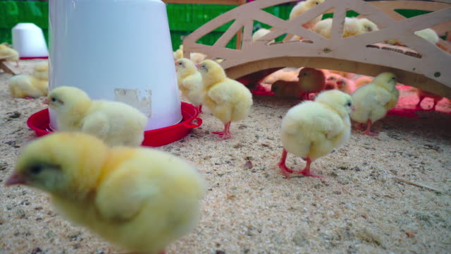 Small-chicks-play-and-relax-in-the-paddock