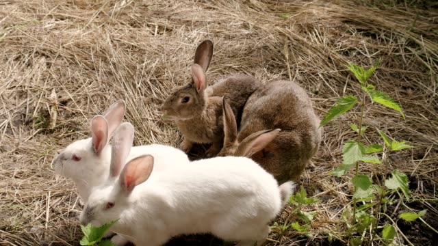 A-lot-of-wild-hares-eating-grass