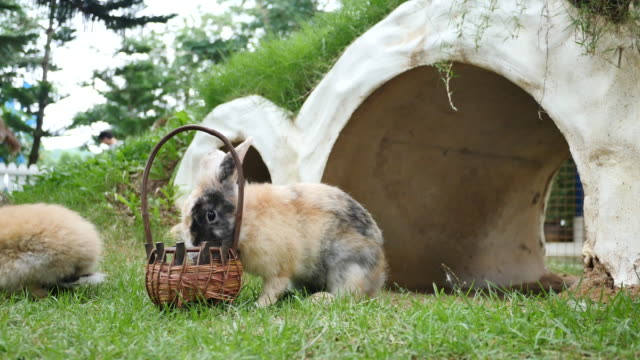 Shot-of-a-rabbit-in-farm