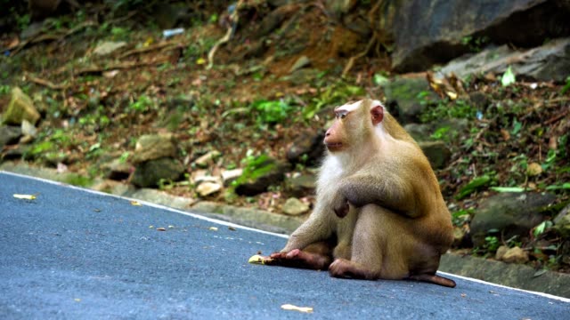 portrait-of-a-monkey-sitting-on-a-road-in-the-jungle