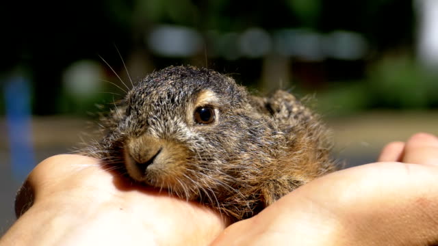 Man-is-Holding-a-Small-Wild-Fluffy-Baby-Bunny.-Little-Bunny-in-the-Palm.-Slow-Motion
