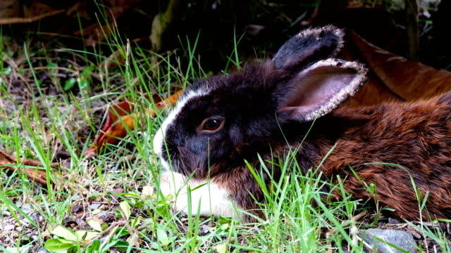Niedliche-braune-Kaninchen-krank,-kranke-Ohr-legen-Sie-sich-auf-dem-Rasen-im-Wald-Thailand,-UHD-4K-video