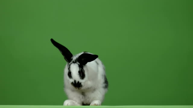 weiße-Kaninchen-sitzt-und-wäscht-auf-grünem-Hintergrund