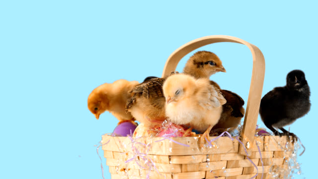 An-Easter-basket-overflows-with-chicks-and-eggs-with-green-screen