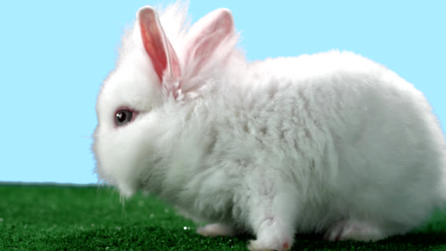 Adorable-bunny-grooms-itself