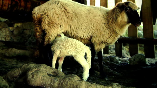Schafe-mit-Lamm-3