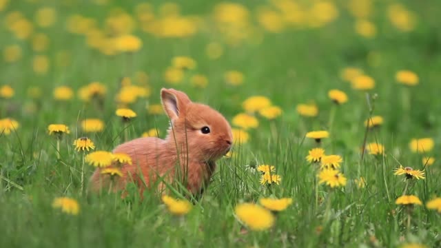 rotes-Kaninchen-sitzt-unter-Blume-Löwenzahn