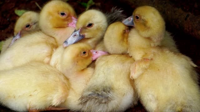 Many-ducklings-were-reunited